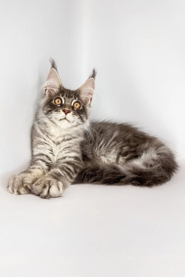 Winston | maine coon kitten