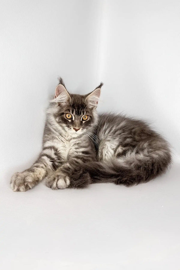 Winston | maine coon kitten