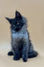 Fluffy black Maine Coon kitten Winston with bright blue eyes and tufted ears