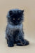 Fluffy gray Maine Coon kitten with piercing eyes sitting upright, perfect for cuddles