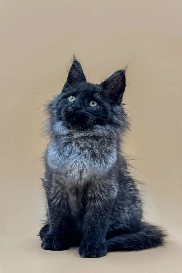 Fluffy gray Maine Coon kitten with bright eyes sitting upright, ready for cuddles