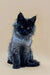 Fluffy black Maine Coon kitten with bright eyes sitting upright, named Winston