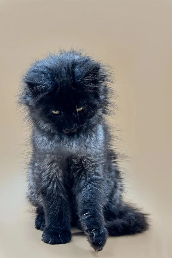 Fluffy black Maine Coon kitten with yellow eyes, perfect for your new furry friend