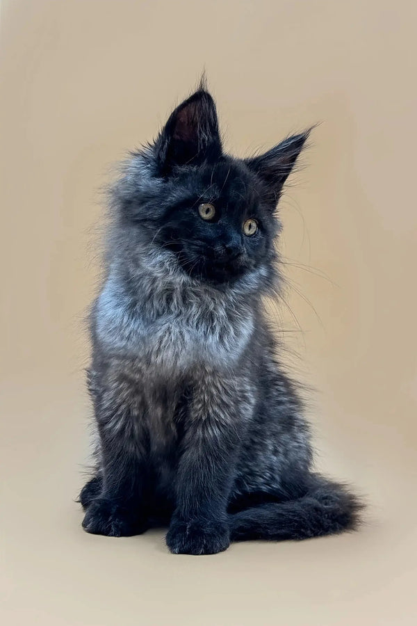 Fluffy gray Maine Coon kitten sitting upright from the Winston collection