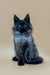 Fluffy gray Maine Coon kitten with bright blue eyes sitting upright, named Winston