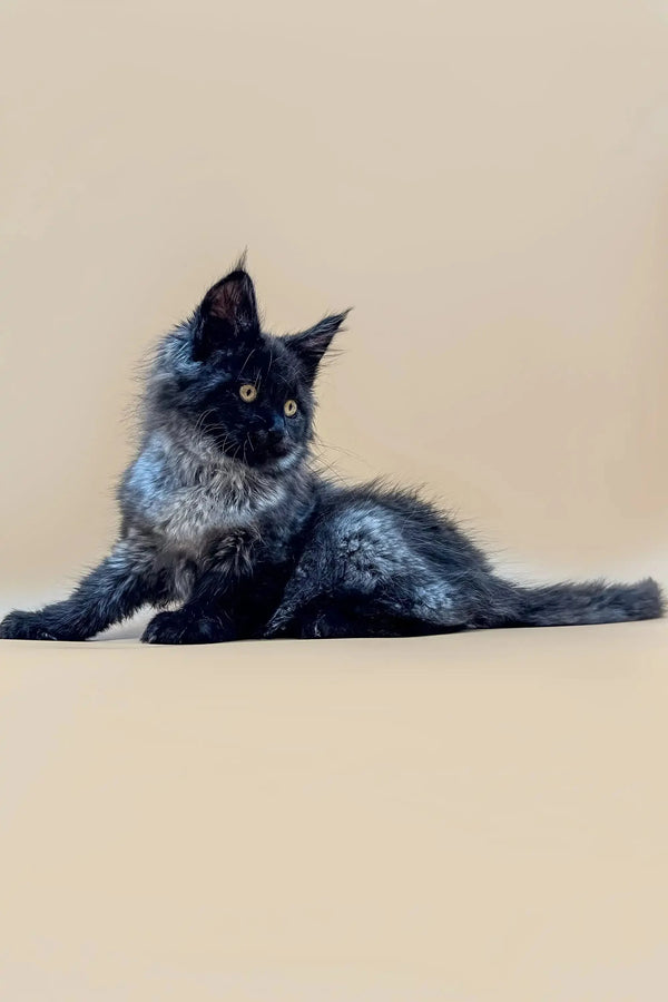 Alert Long-haired black Maine Coon kitten Winston lying down comfortably