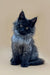 Fluffy gray Maine Coon kitten Winston with bright eyes and pointed ears