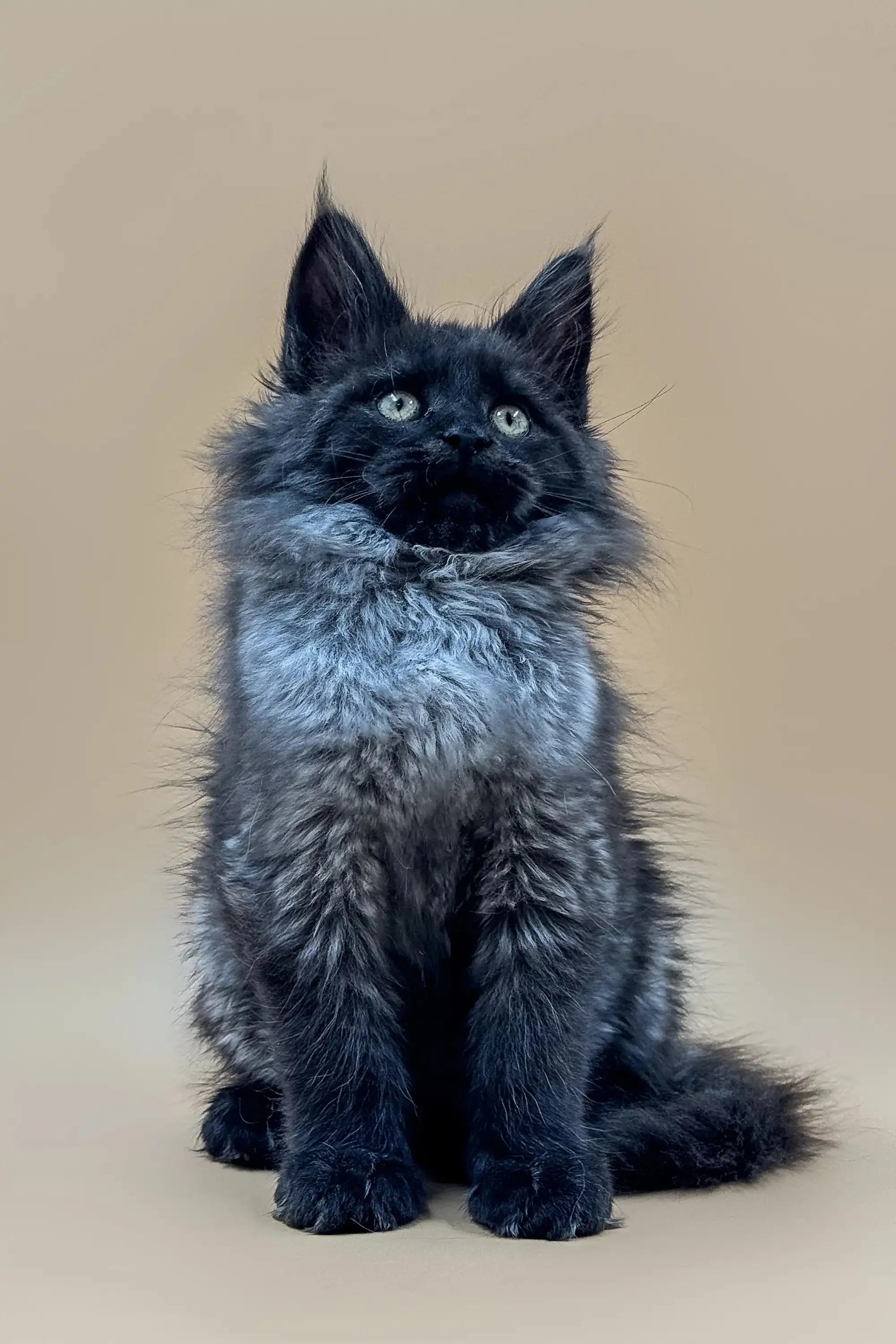 Maine Coon Kittens for Sale Winston | Kitten
