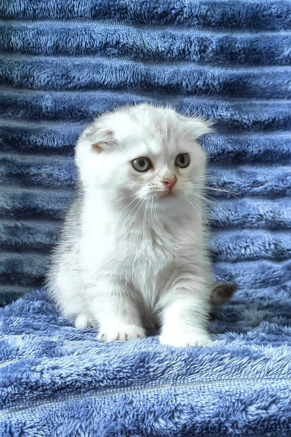Winston | scottish fold kitten