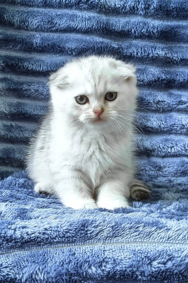 Winston | scottish fold kitten