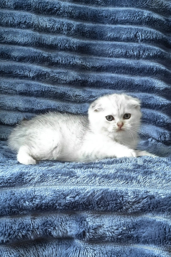 Winston | scottish fold kitten