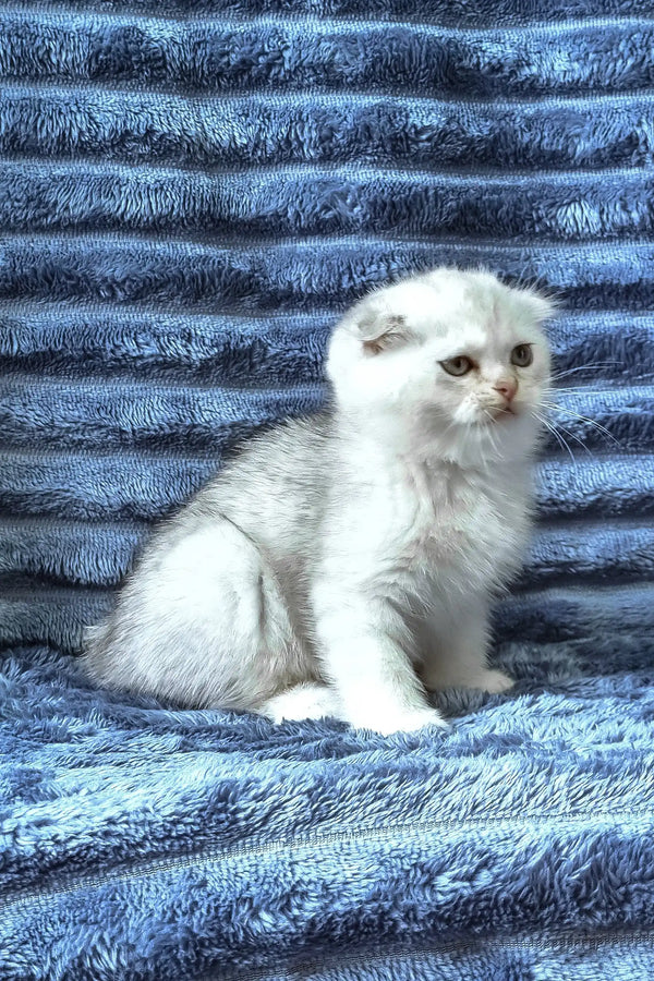 Winston | scottish fold kitten