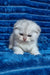 Winston | scottish fold kitten