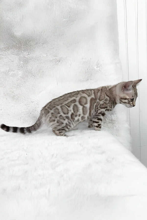 Winter | bengal kitten