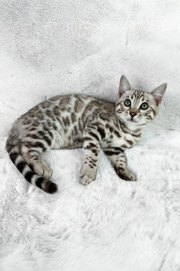 Winter | bengal kitten