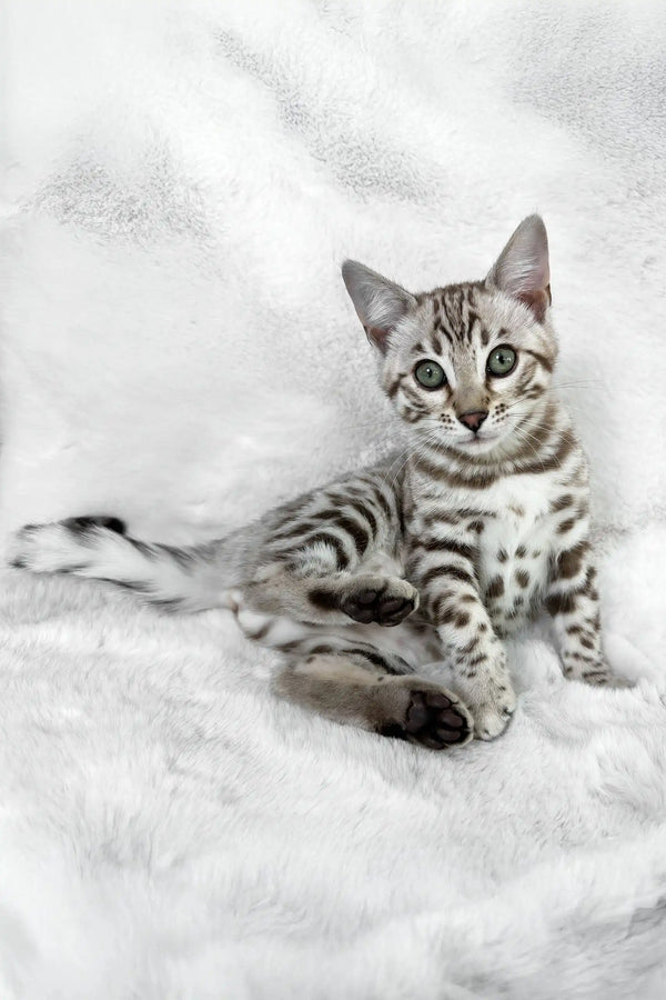 Winter | bengal kitten