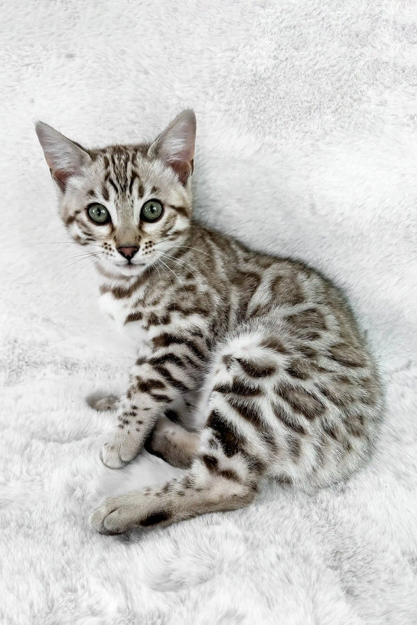 Leopard Amazing Bengal Kittens Leopard Bengal Gray Cat Winter