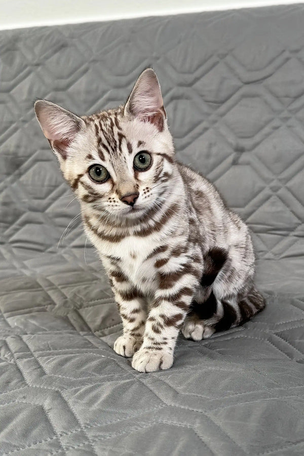 Winter | bengal kitten