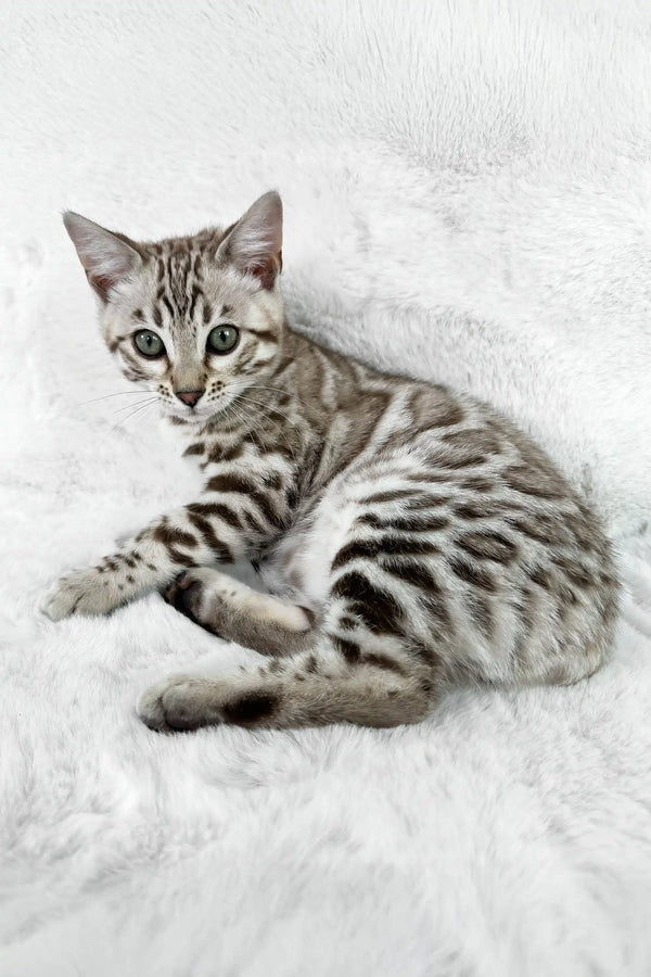 Winter | bengal kitten