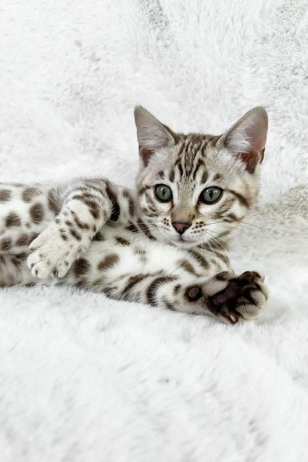 Winter | bengal kitten