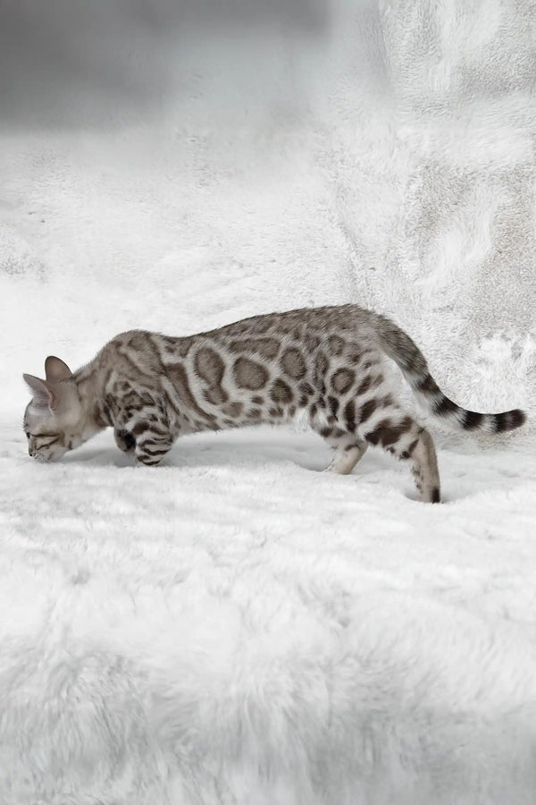 Winter | bengal kitten