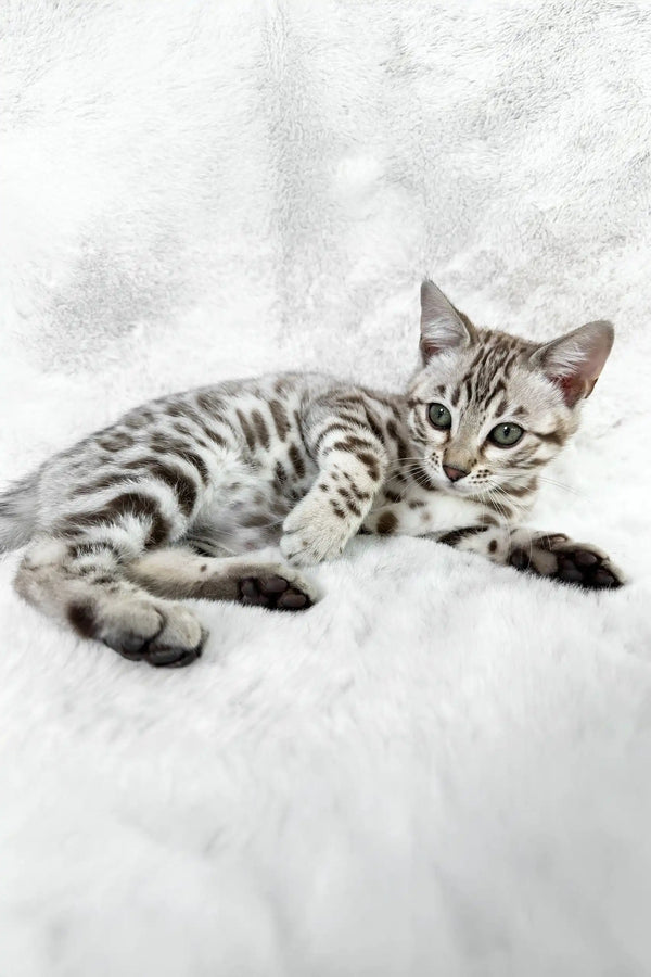 Winter | bengal kitten