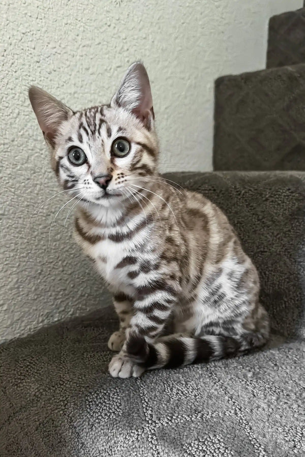 Winter | bengal kitten