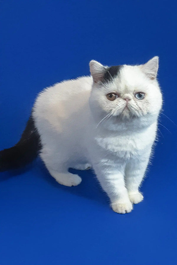 Cute White Exotic Shorthair Kitten Wioletta with fluffy coat and flat face