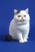 White Exotic Shorthair Kitten Wioletta with a flat face and fluffy coat, super cute!