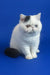 White Exotic Shorthair kitten with black markings and a flat face named Wioletta