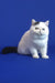 White Exotic Shorthair kitten Wioletta with a cute black tail tip looking playful