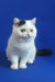 White Persian cat with black patches and flat face in Wioletta Exotic Shorthair Kitten