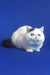 White Persian cat with a flat face on a blue backdrop for Wioletta Exotic Shorthair Kitten