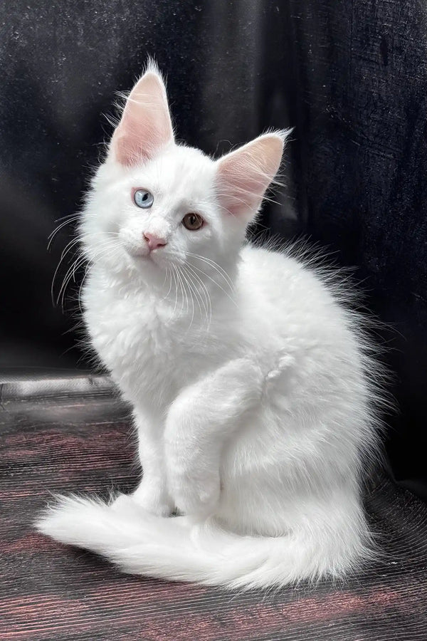 Wisam | maine coon kitten