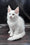 Wisam | Maine Coon Kitten