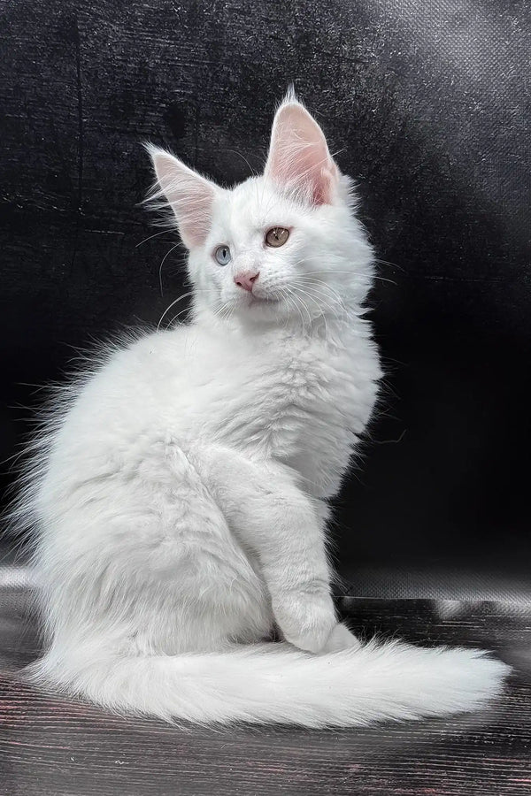 Wisam | maine coon kitten