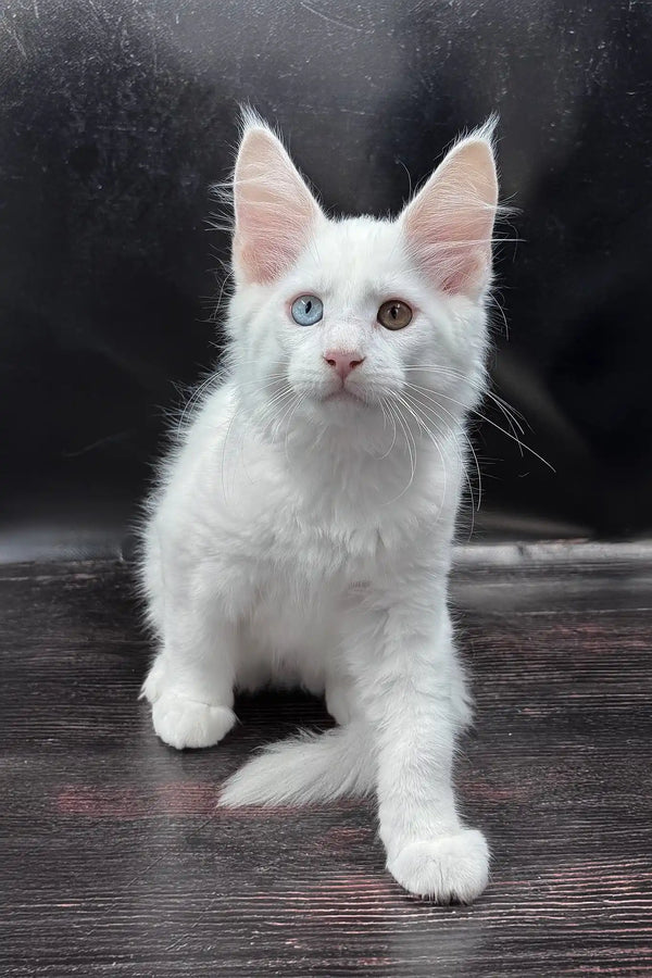 Wisam | maine coon kitten