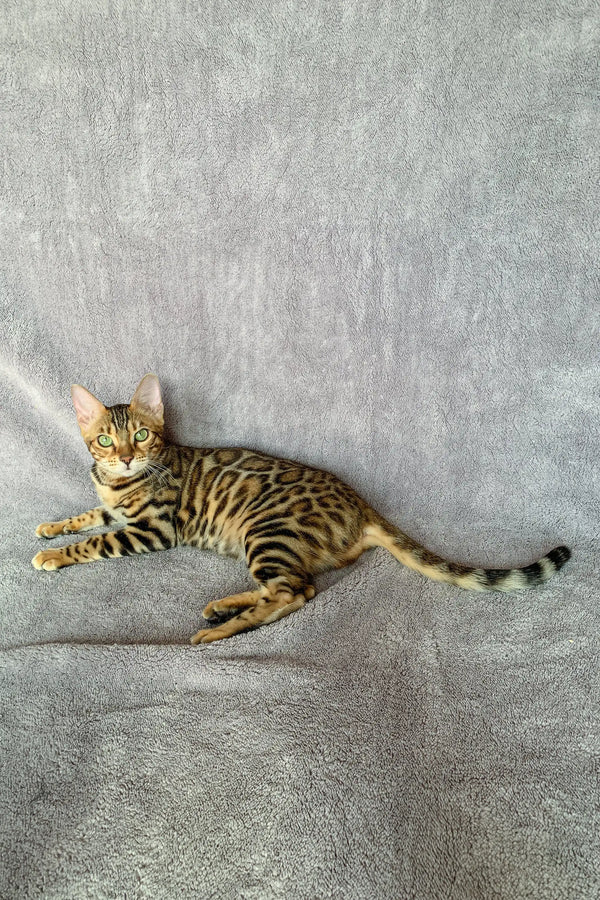 Bengal cat relaxing on side, showcasing spotted and striped markings for Wish Bengal Kitten