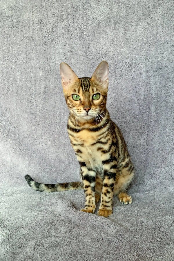 Bengal kitten named Wish with bright green eyes and awesome striped fur patterns