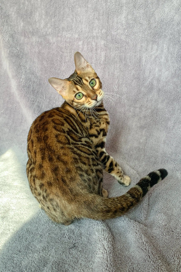 Bengal cat with bright green eyes and unique spotted tabby markings in Wish Bengal Kitten