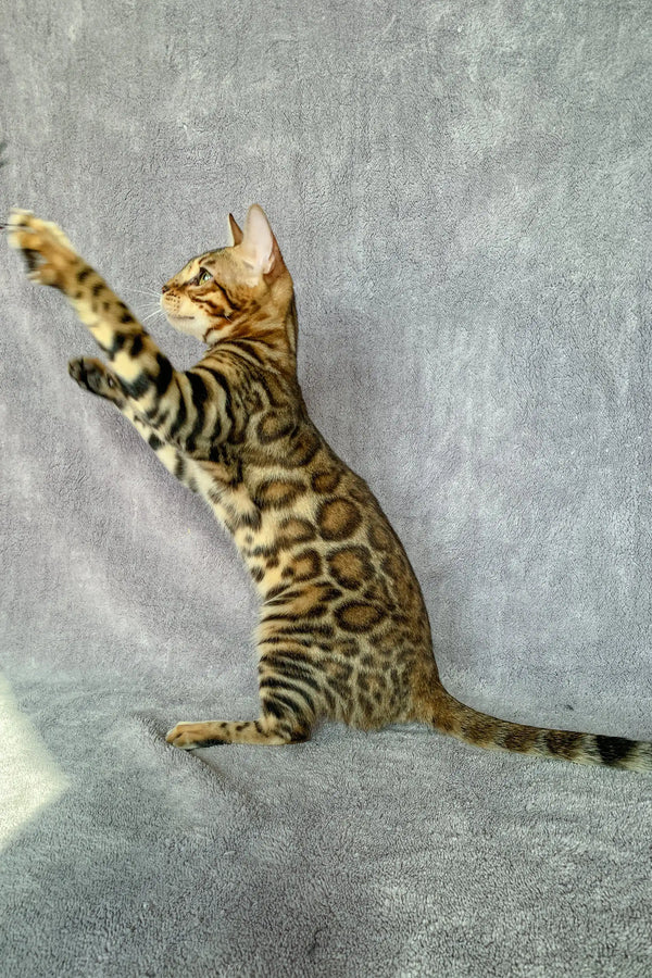 Bengal cat stretching on hind legs, showcasing its beautiful spotted and striped fur