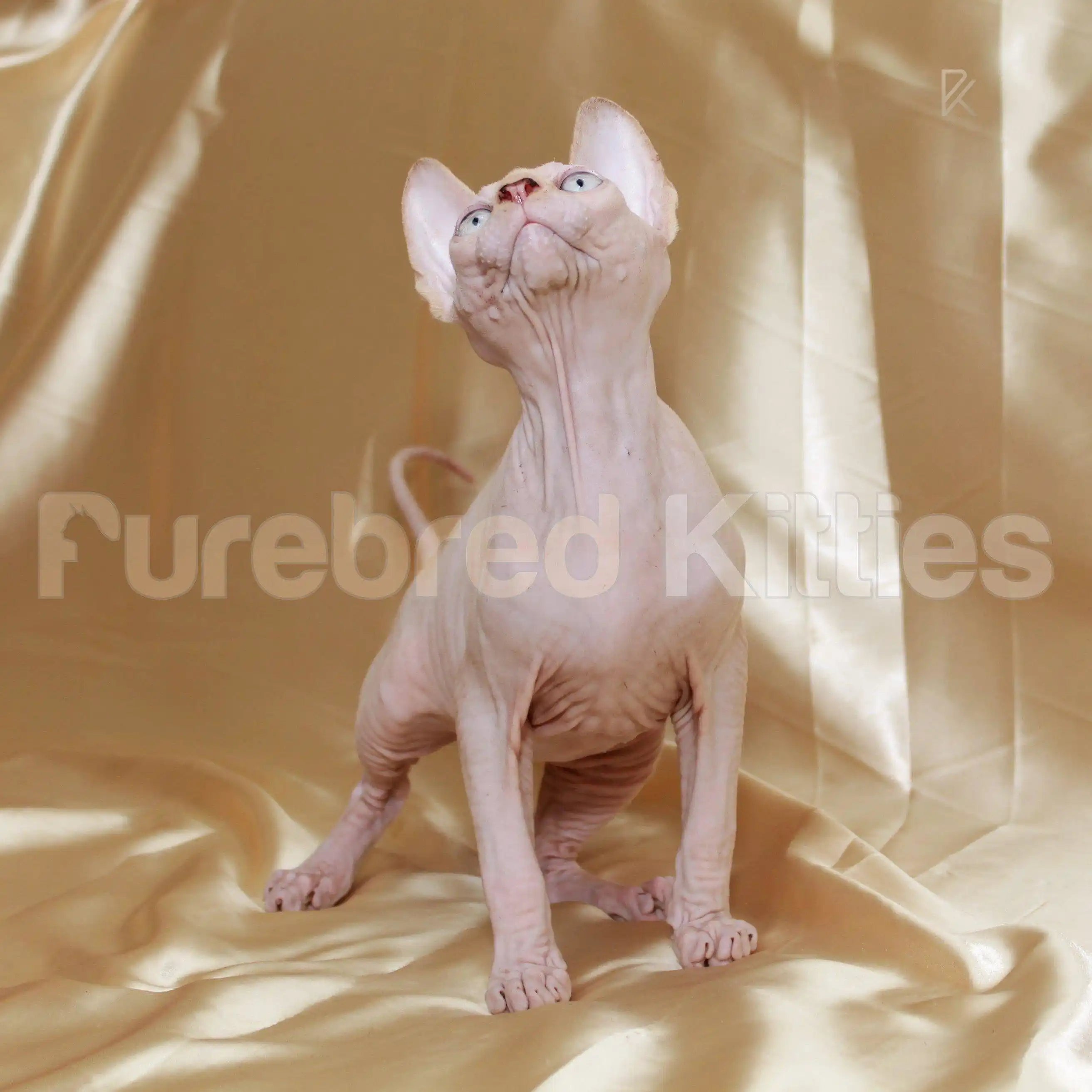 AVADA - Best Sellers Witt ♂ Sphynx Kitten | 3 Months Old |
