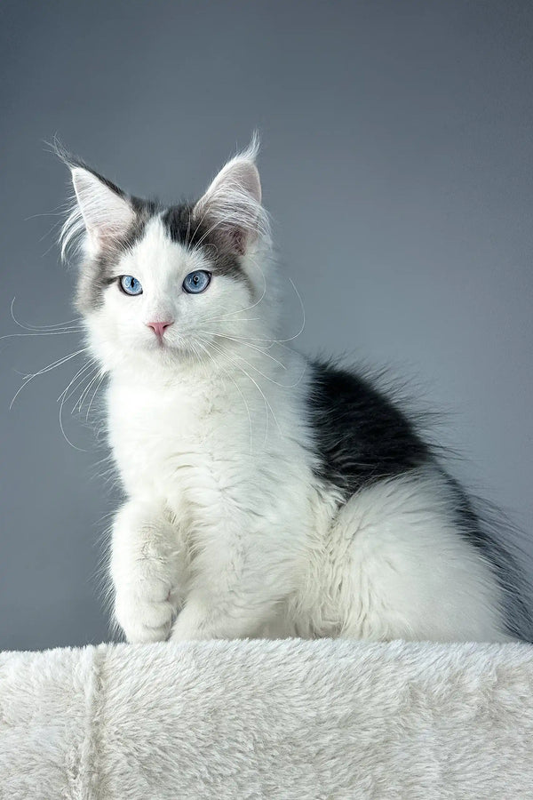 Meet Wizard: Blue-Eyed Maine Coon Kitten