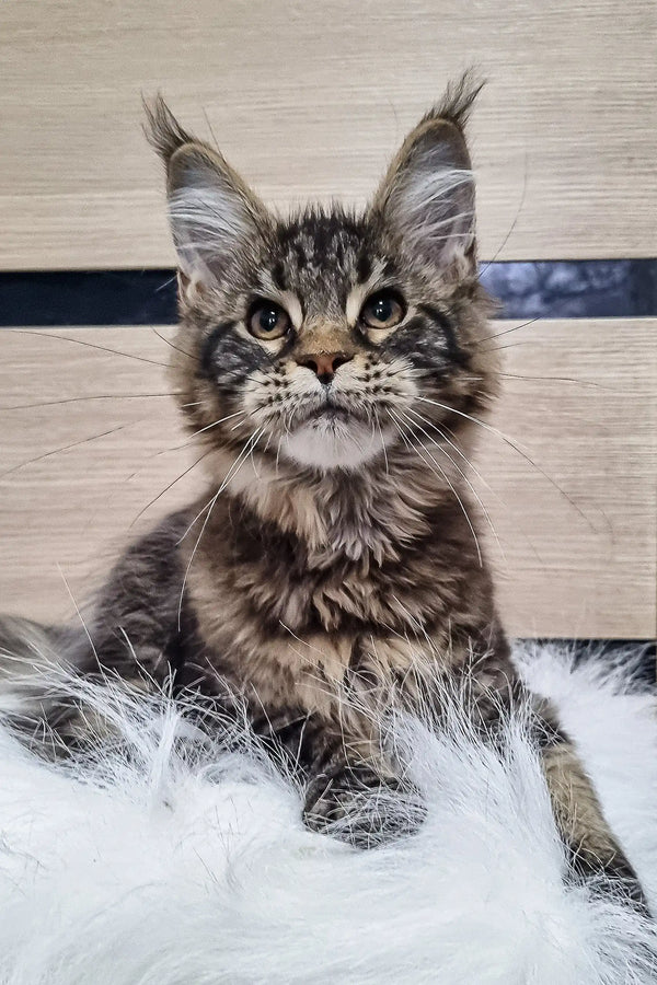 Majestic Maine Coon kitten Wlada with fluffy grey-brown fur and cute ear tufts