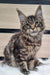 Majestic Maine Coon kitten Wlada with fluffy fur and stunning tabby markings