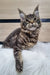 Majestic Maine Coon kitten Wlada with striped fur and fluffy ear tufts