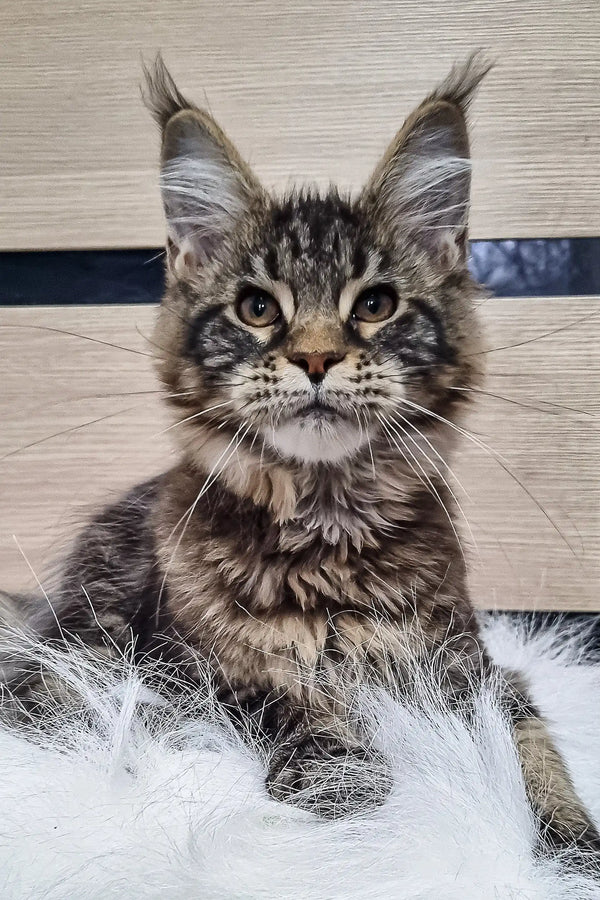 Majestic Maine Coon kitten Wlada with fluffy tabby coat and cool ear tufts