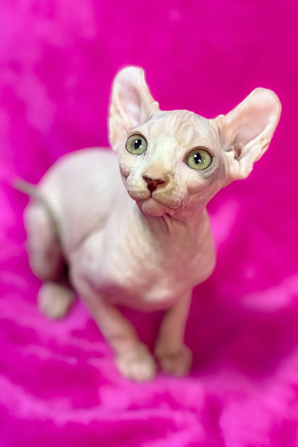 Hairless Sphynx Elf Kitten with big ears and striking green eyes. Perfectly unique!