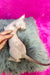 Hairless Elf Kitten snoozing on gray fur with a vibrant pink backdrop