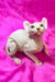 Hairless white Elf Kitten with big ears on a vibrant pink surface